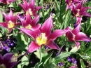 Lily Flowered Tulips, Longwood Gardens