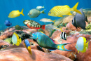 Colorful Tropical Fish School