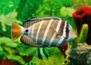 Striped Marine Fish