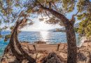 Alone Bench With Pine Trees in Croatia